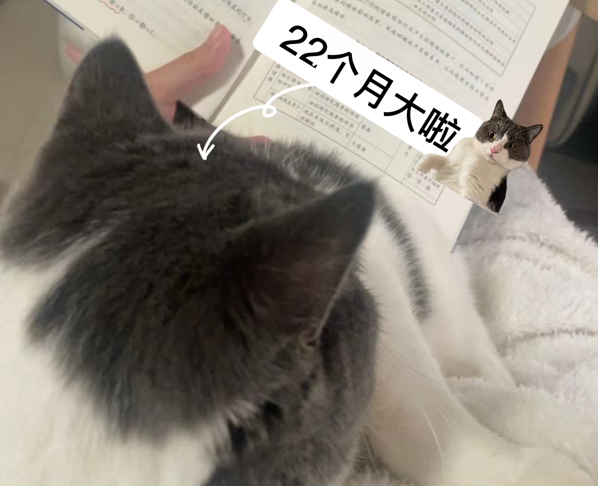 我與“22”個月大的貓貓看書.jpg 我與“22”個月大的貓貓看書.jpg